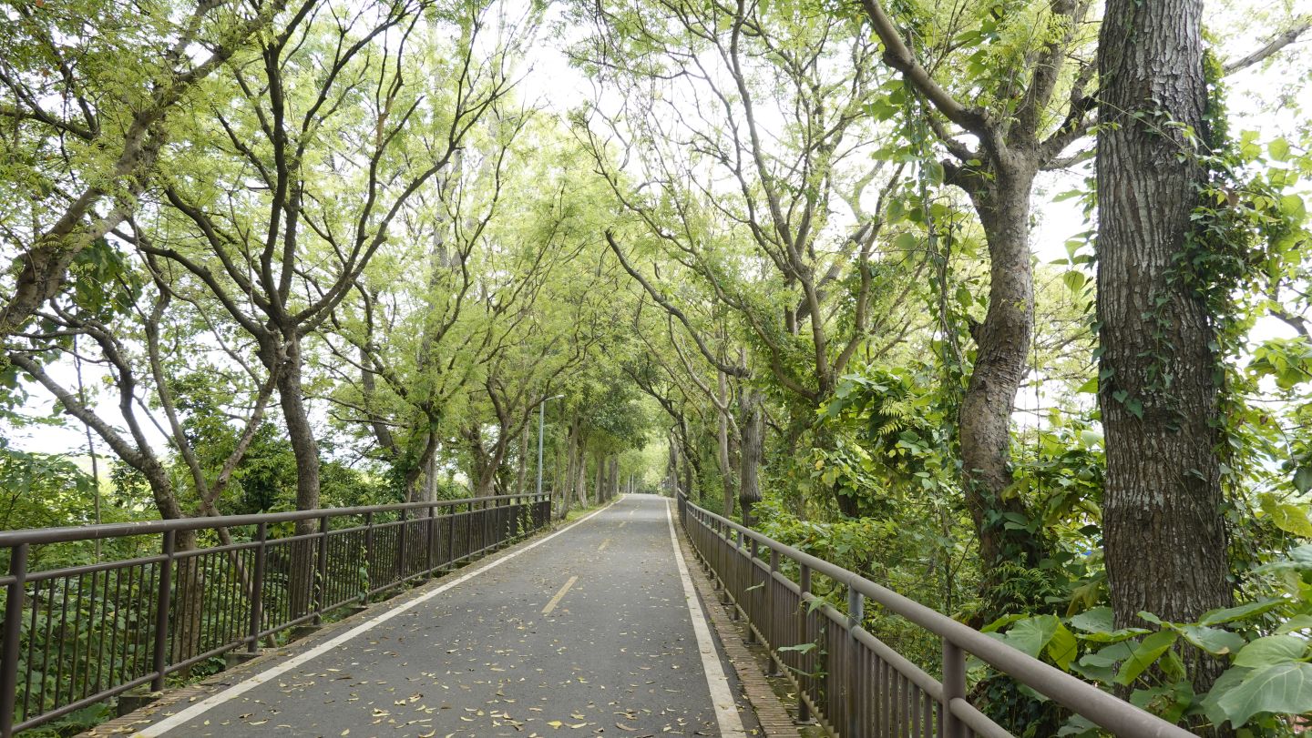 綠樹成蔭的自然步道，兩側高大樹木形成天然綠廊，適合生態旅遊和休閒健行的優美環境