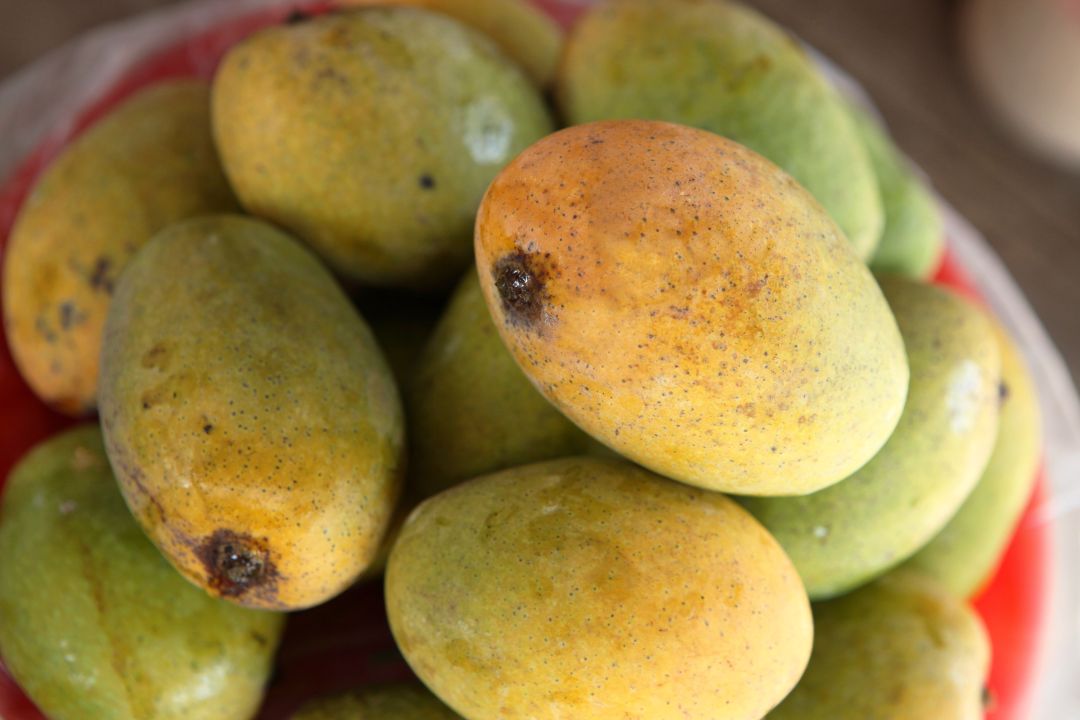 紅色盆中裝滿了台灣土芒果，特寫鏡頭顯示芒果表皮呈現黃綠色，並帶有成熟的斑點