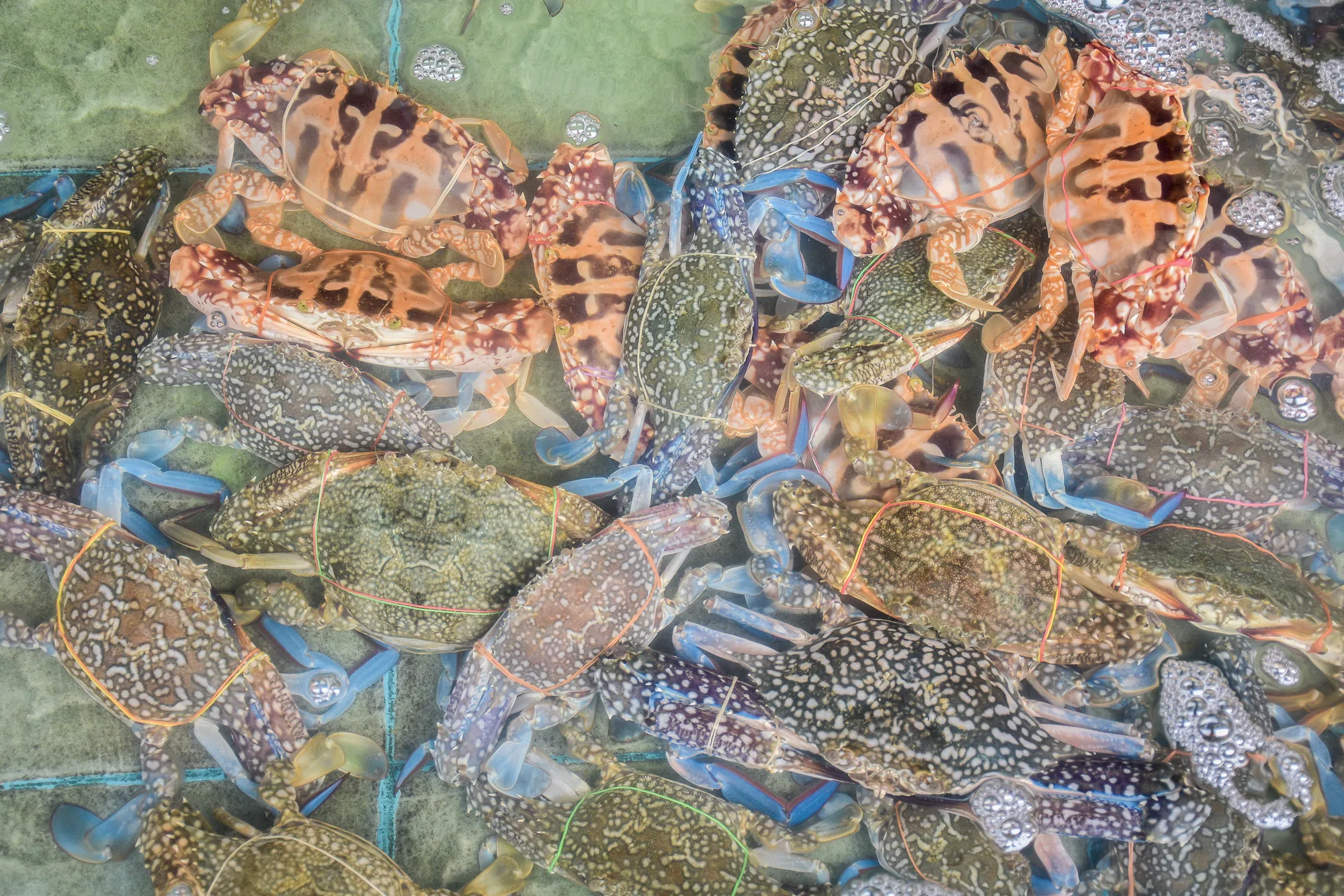 漁港水箱中的現撈活體鏽斑蟳（花蟹），背甲呈現獨特的橘紅十字花紋，與藍色的遠海梭子蟹混養，是台灣秋蟹季必吃的頂級萬里蟹食材。