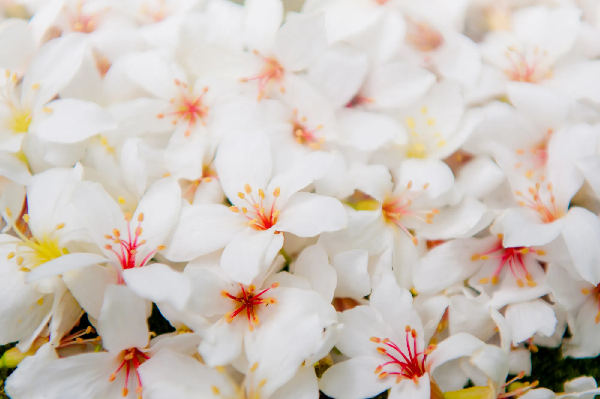 特寫鏡頭展示苗栗油桐花盛開的姿態，潔白花瓣與紅黃花蕊交織，象徵客家桐花祭最浪漫的「五月雪」美景。