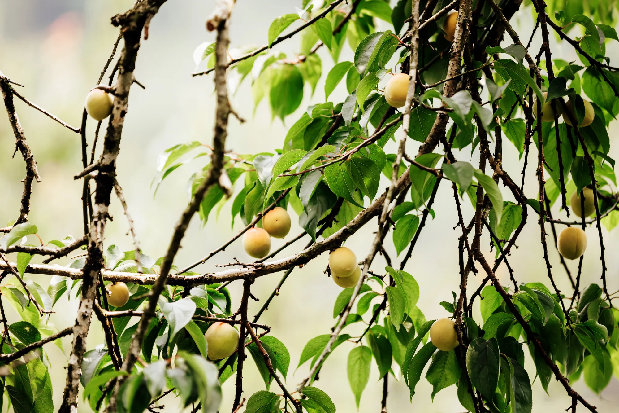 台灣南投信義鄉果園內結實纍纍的有機梅子，果實正由青轉黃，此時的熟度香氣最濃郁，是釀造梅酒與梅醋的最佳時機。
