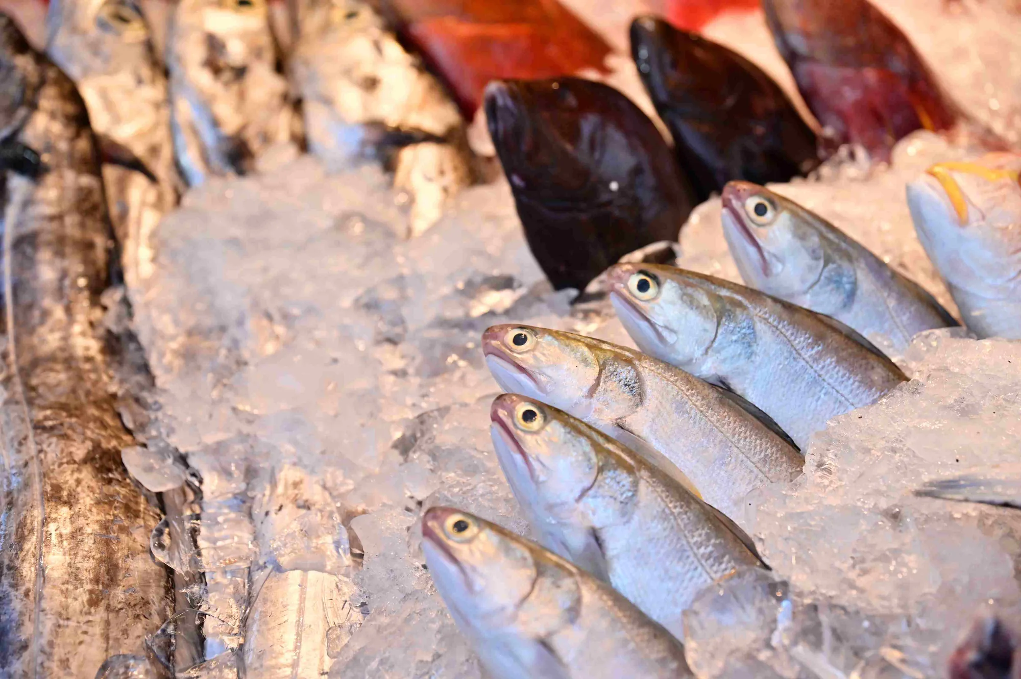 南方澳漁港市場內的新鮮現流海鮮，排列在碎冰上的魚貨光澤透亮，展示宜蘭在地漁獲的高品質與鮮度