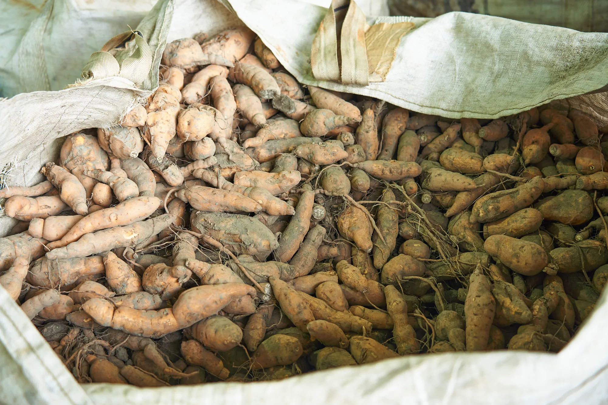 近距離拍攝堆在白色大編織袋中、覆蓋著泥土的剛採收地瓜