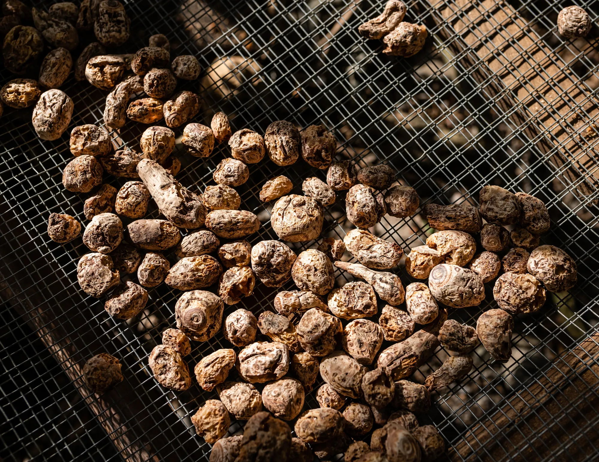 新鮮採收的芋頭在網架上曝曬乾燥，展現天然健康食材製程