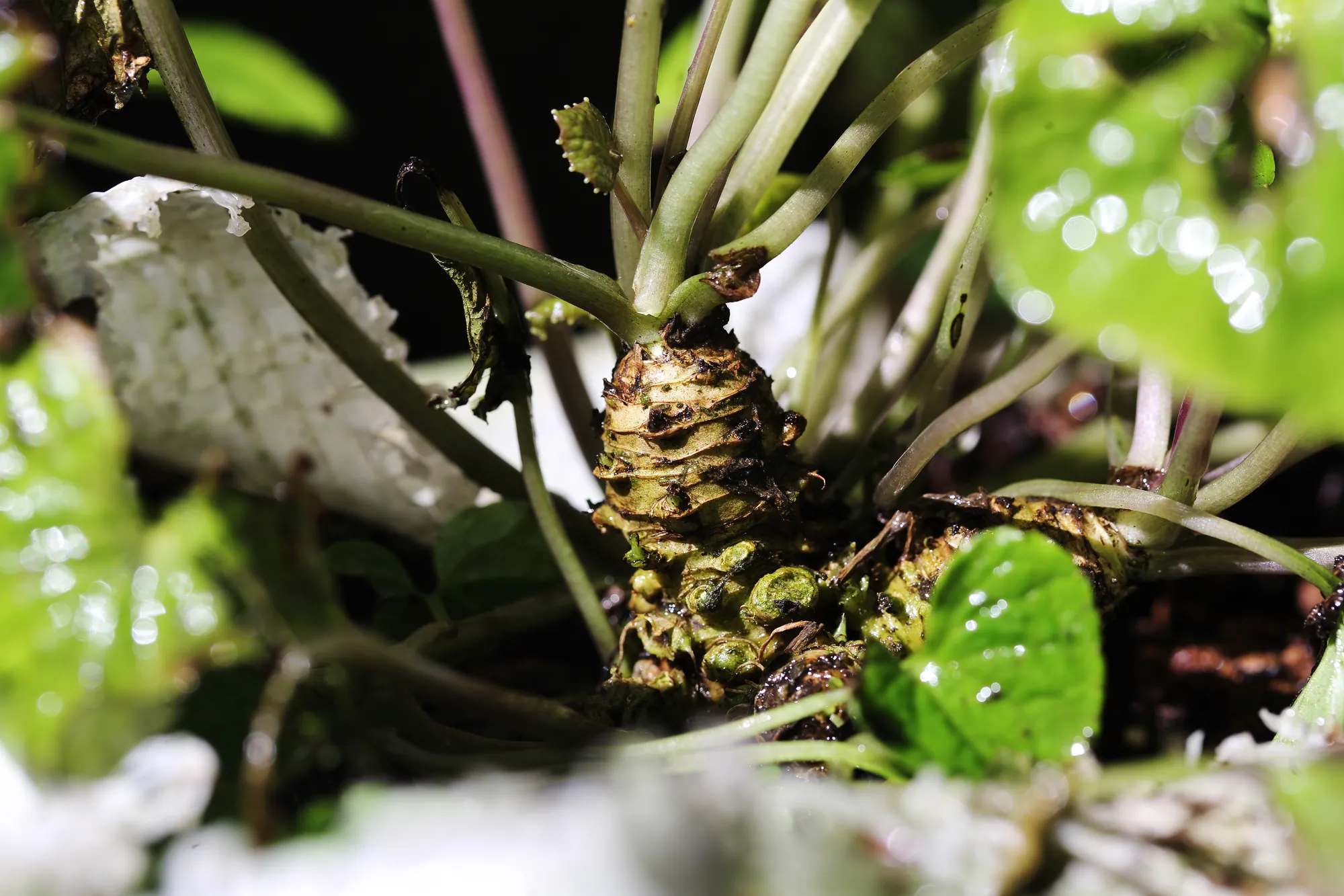 阿里山山葵植物的根莖部近距離特寫，顯示其在土壤中生長的獨特環狀紋理