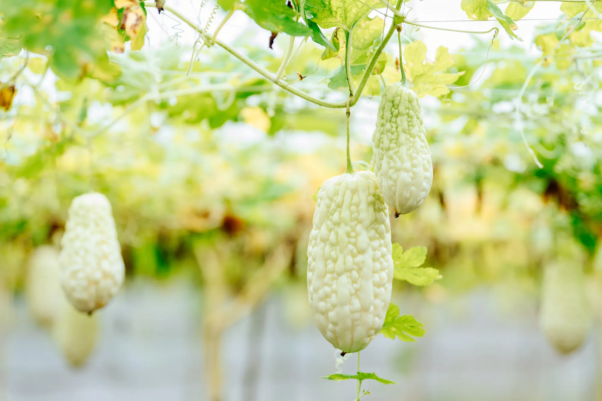 溫室棚架上垂吊的白玉苦瓜，果實飽滿且表面瘤狀突起清晰，展示優質苦瓜種植成果