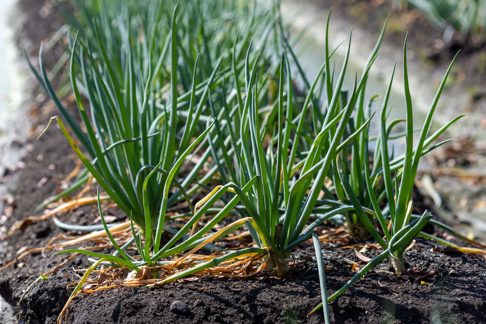宜蘭三星蔥田特寫，翠綠的蔥管挺立於深色土壤中，展示健康的農作物生長狀態