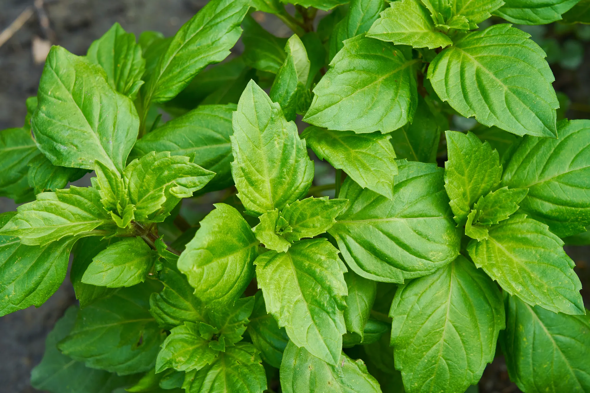 台灣九層塔葉片特寫，呈現翠綠鋸齒狀葉緣與清晰葉脈，展示新鮮香草植物的生長細節