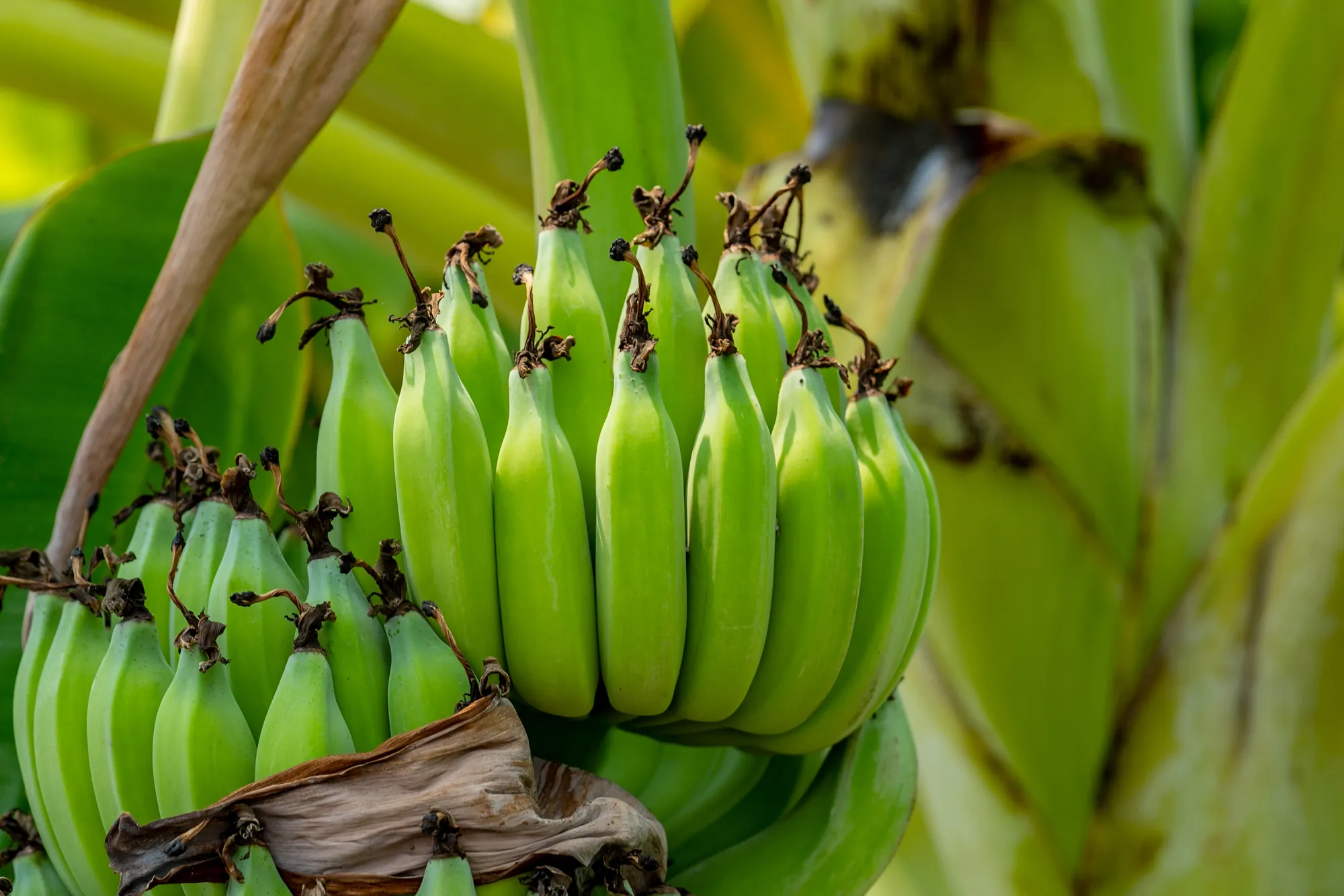 樹上生長的一串青香蕉，果皮呈現鮮豔綠色且尾端保留乾燥花蕊，展示香蕉未成熟時的自然農場生態