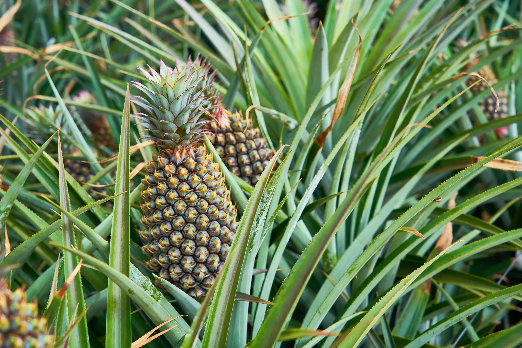 田間生長的鳳梨特寫，果實被帶刺的綠色長葉包圍，呈現結實飽滿的自然農作型態