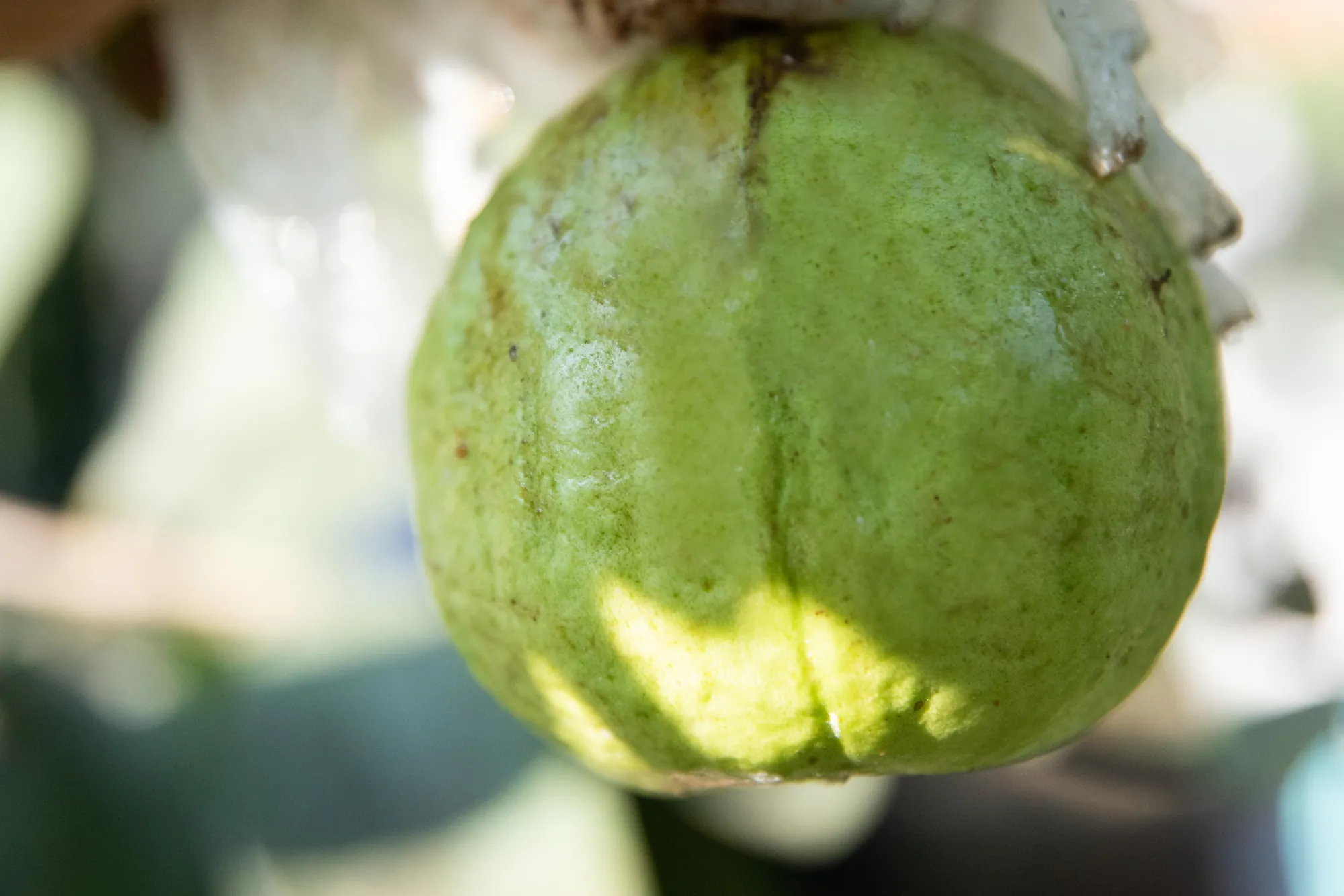 陽光下生長的翠綠芭樂幼果特寫，果皮表面紋理清晰可見，展示果園中健康的農作物生態