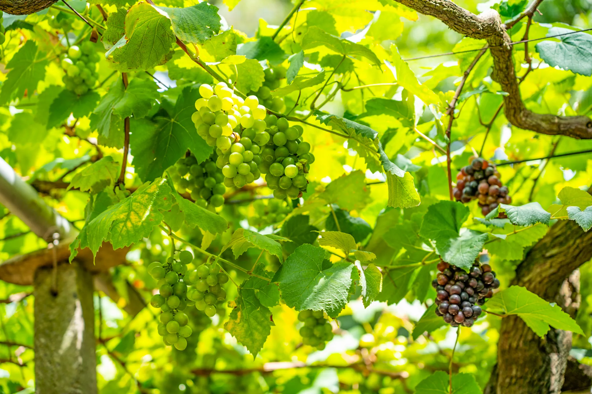 陽光灑落的葡萄園棚架，成串的葡萄正從翠綠轉為紫黑色，展現果實成熟期的豐富色彩與生機