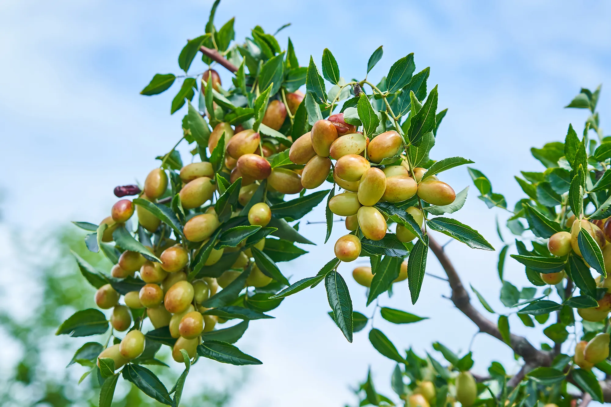 苗栗公館紅棗鮮果特寫，樹枝上結實纍纍的果實正由綠轉紅，在藍天襯托下展示台灣唯一紅棗產區的成熟生態
