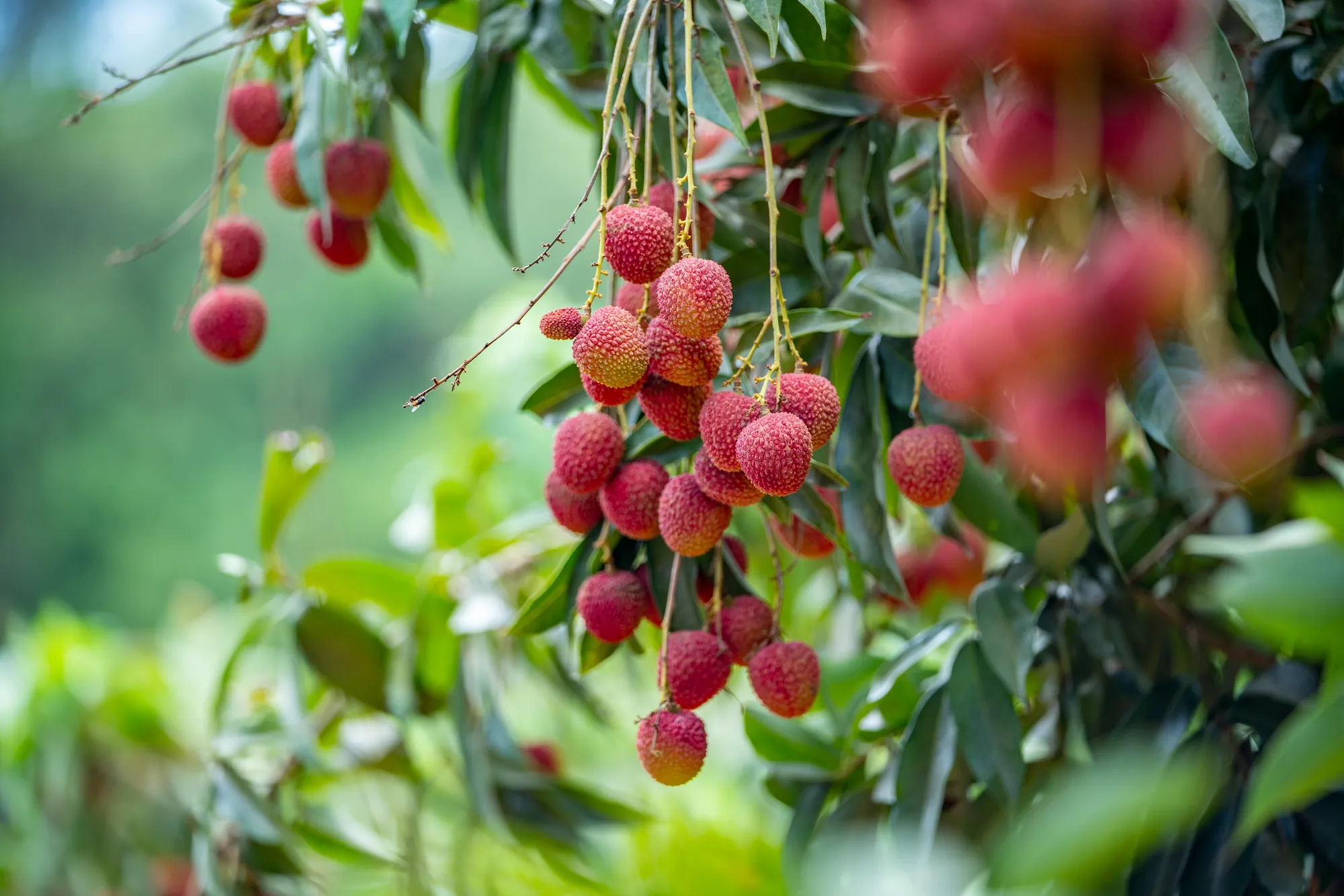 翠綠枝葉間垂吊著鮮紅飽滿的荔枝串，果皮呈現粗糙鱗斑狀，展現夏季果園豐收的成熟狀態。