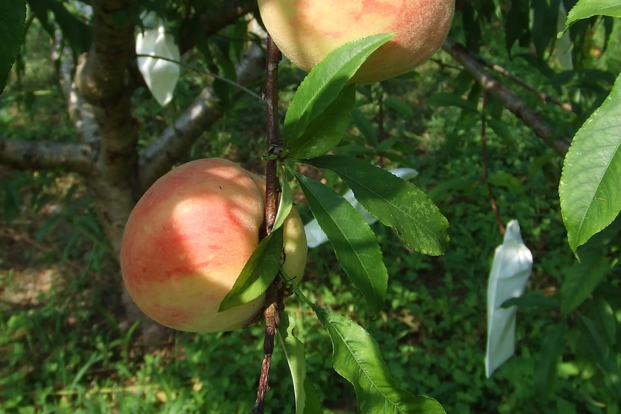 枝頭上成熟的粉嫩水蜜桃，果皮表面絨毛細緻且色澤紅潤，背景可見果園使用的白色防護套袋，展示高山種植的精緻農法