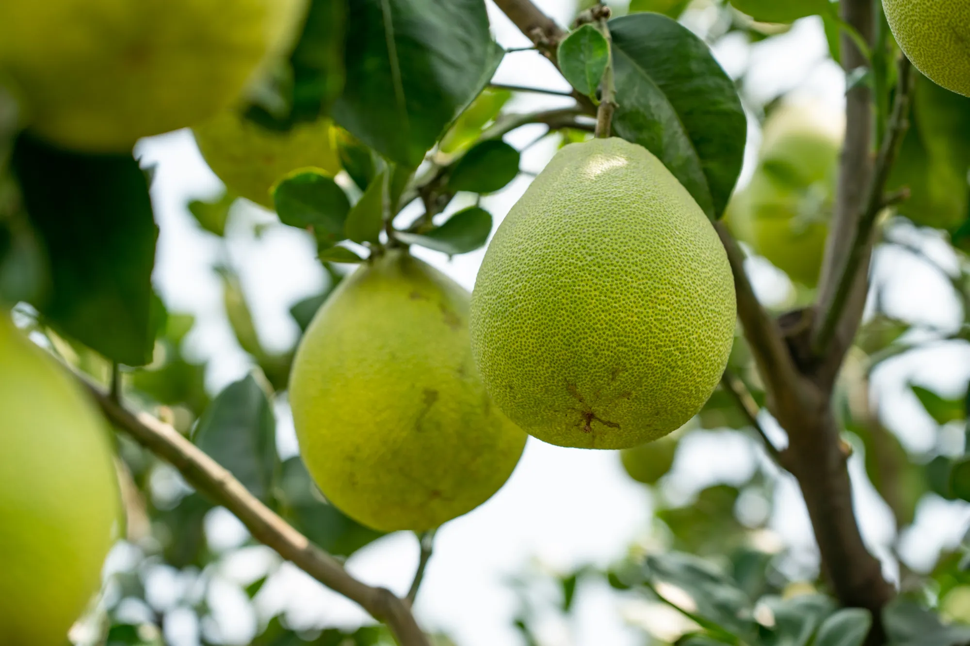 枝頭上結實飽滿的麻豆文旦，果皮呈現翠綠色且油胞細緻，展示台南著名老欉文旦的田間生長樣貌