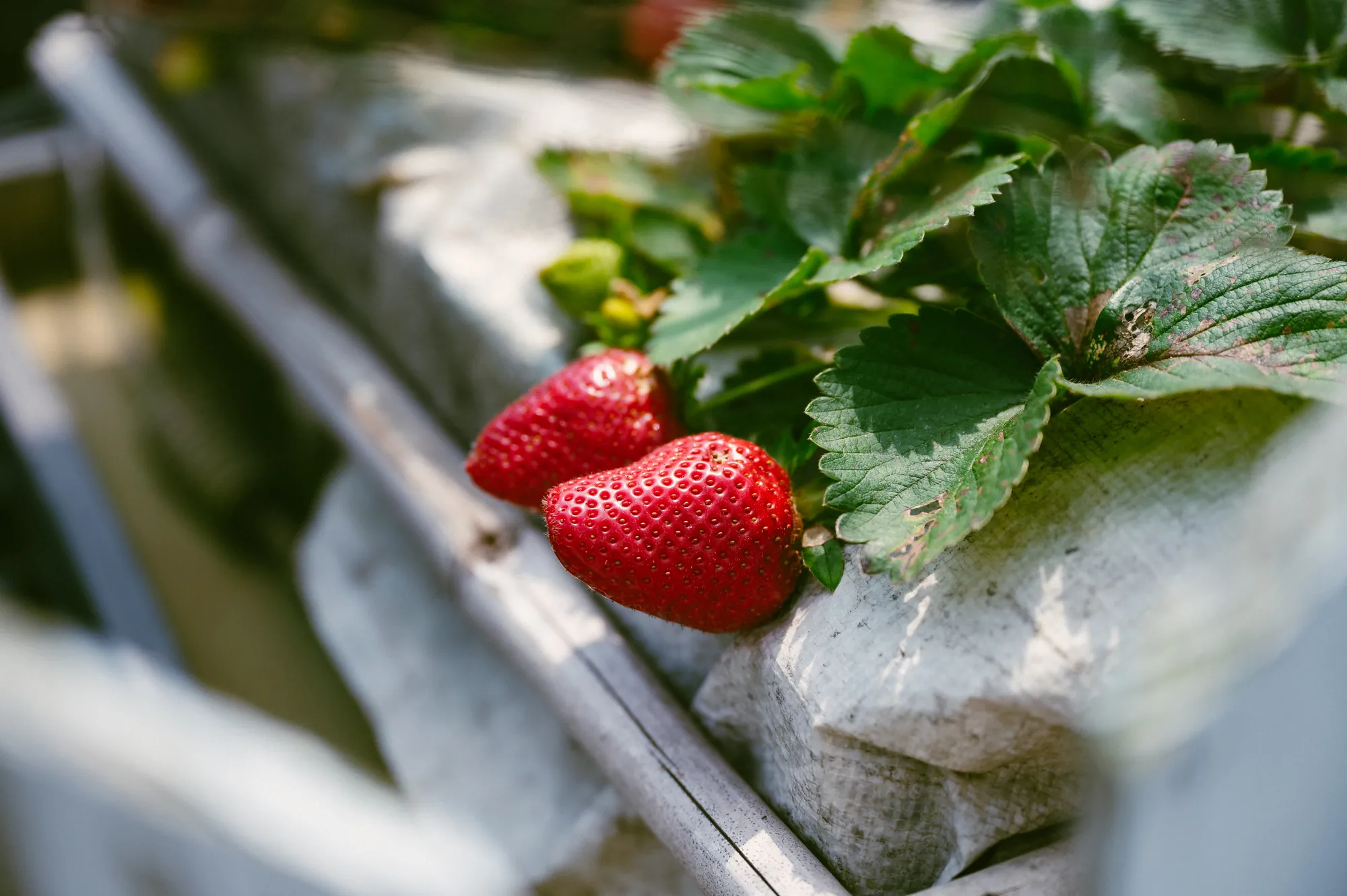 陽光下高架草莓園中成熟的鮮紅草莓特寫，果實垂掛於白色種植袋旁，展示乾淨便利的採果環境與鮮嫩果實