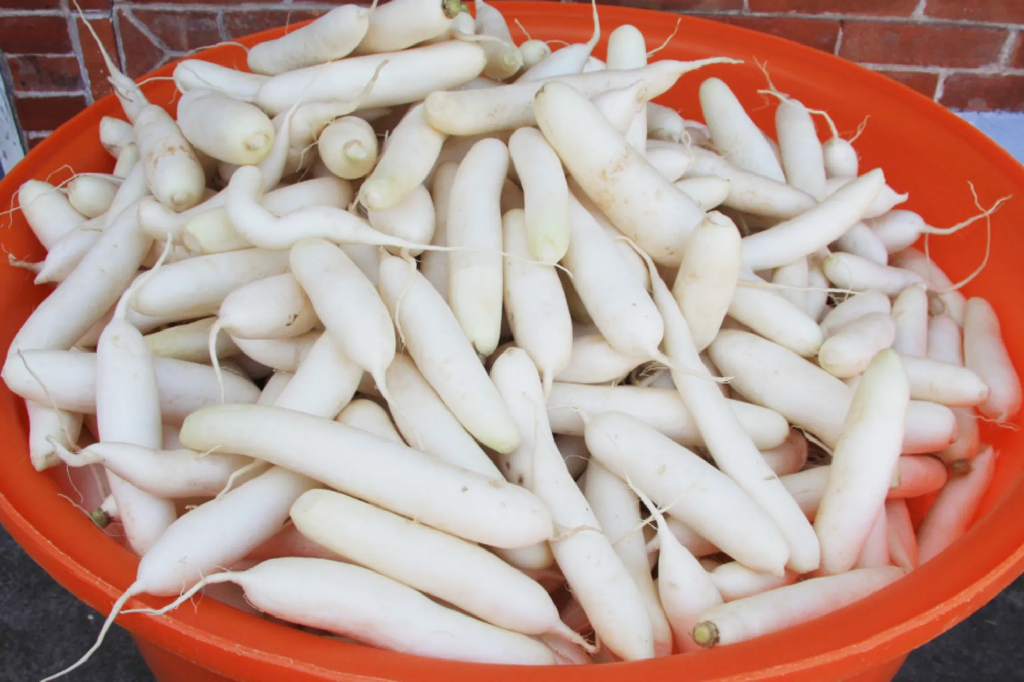 一大橘色桶子中裝滿剛採收的高雄美濃白玉蘿蔔,呈現其特有的潔白細長外觀