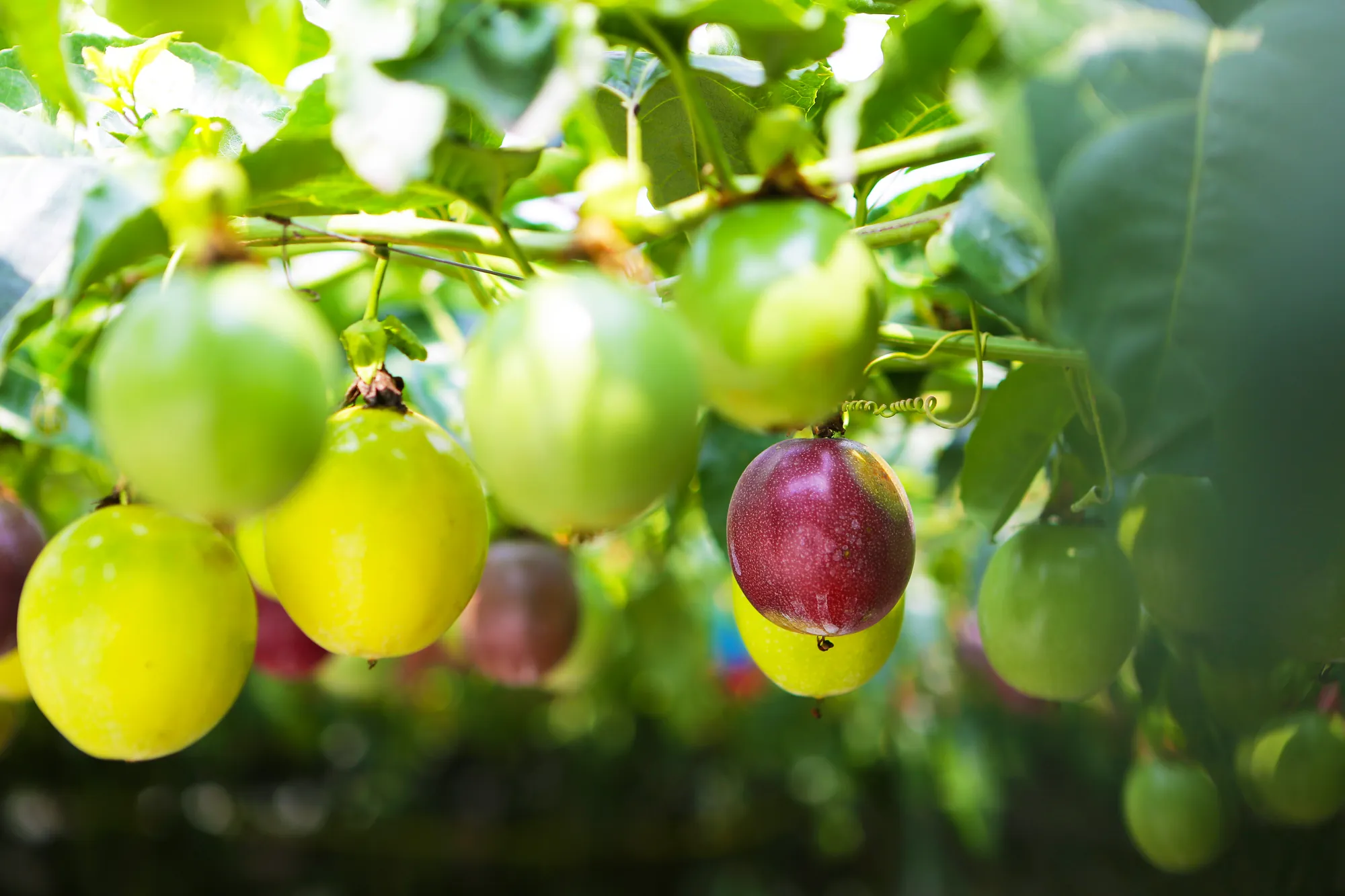 果園藤蔓上結實纍纍的百香果，包含成熟的紫色果實與未成熟的青綠色果實。