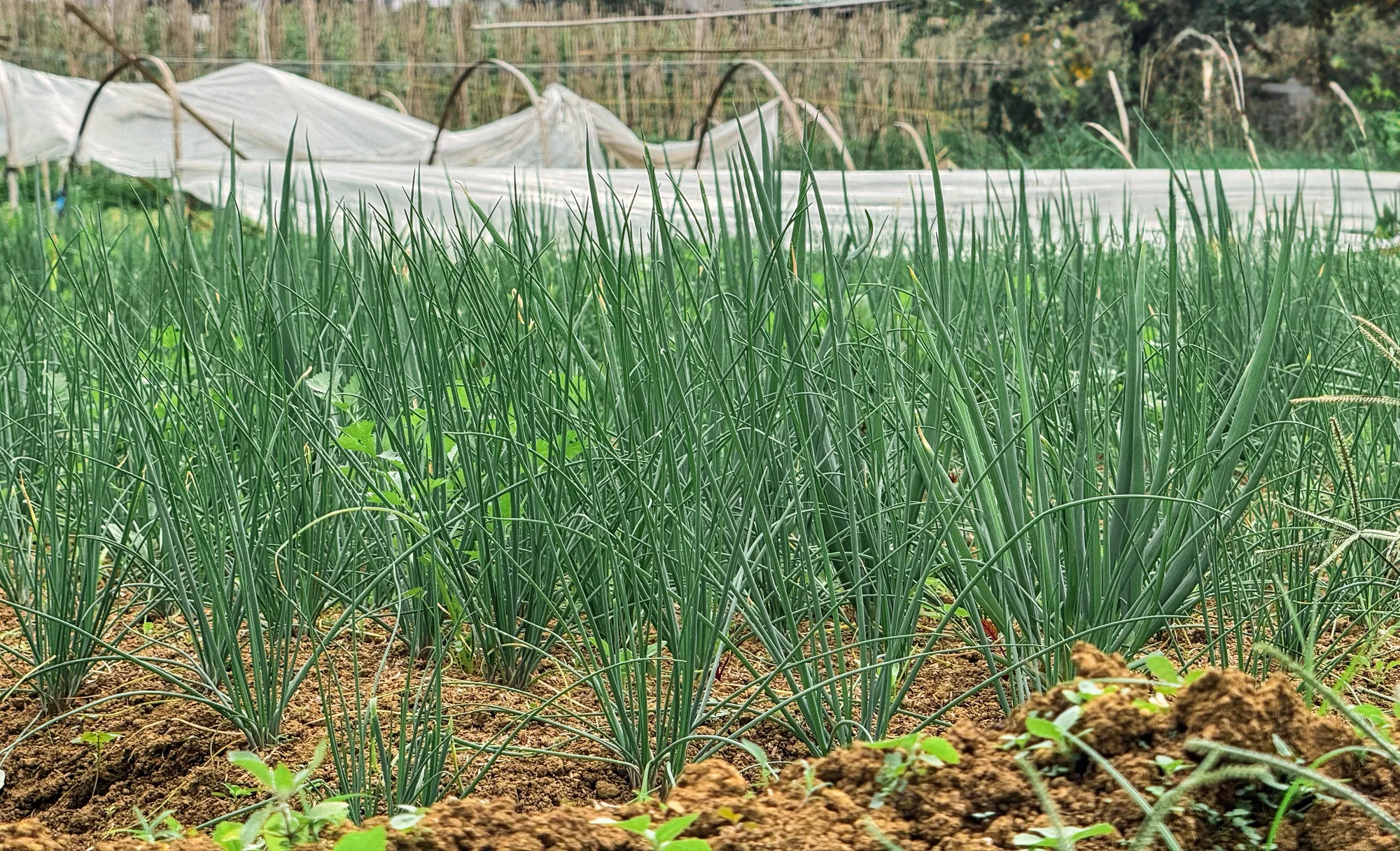 田間翠綠的韭菜生長近照，背景有農業覆蓋棚。展現新鮮蔬菜的產地種植環境，適合用於農業技術與食魚教育相關內容。