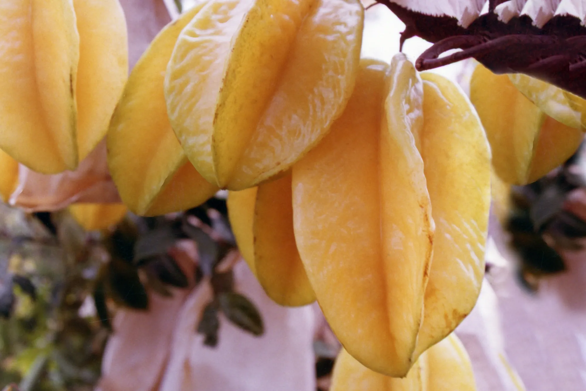 切片呈現星形的黃色成熟楊桃，果肉晶瑩剔透，適合果汁或新鮮食用的夏季水果。
