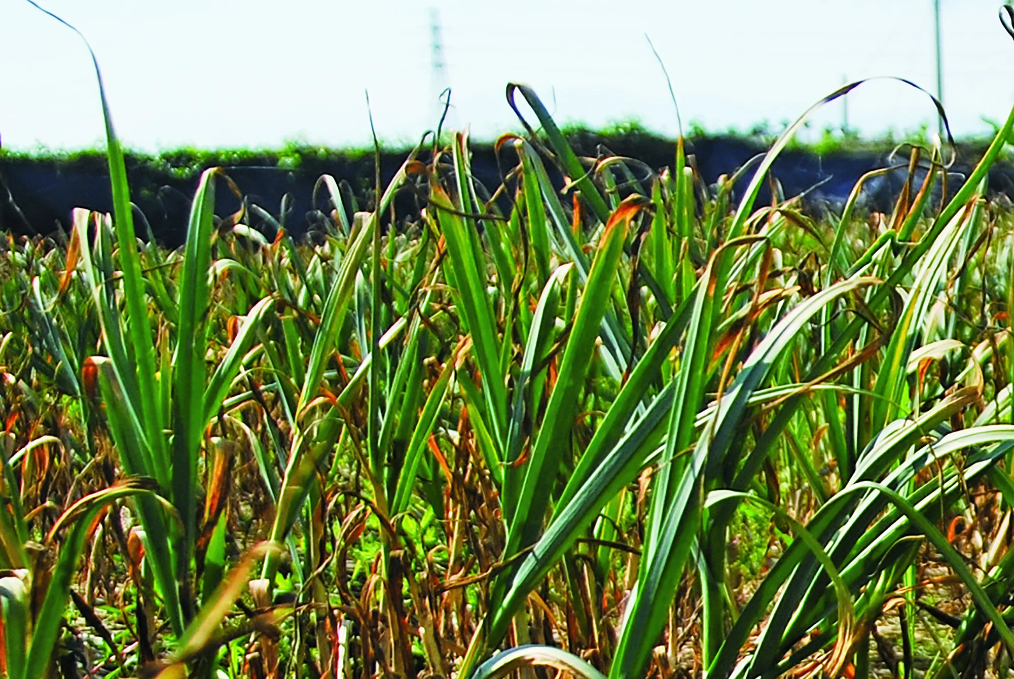 citong-garlic-field-farming-taiwan