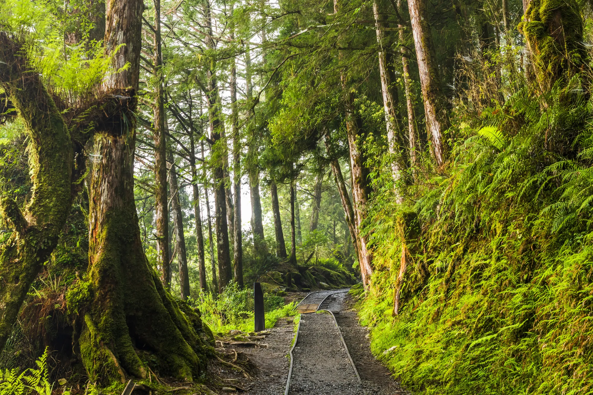 太平山國家森林遊樂區