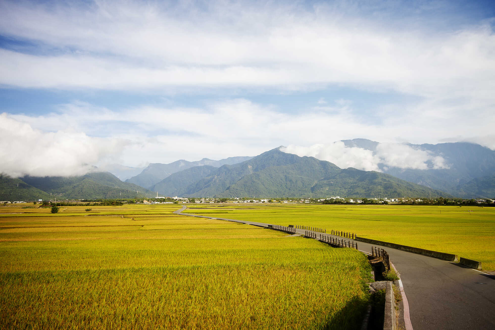 台東池上鄉的鄉間蜿蜒小路,兩側是廣闊的金黃色稻田,遠方背景為連綿的翠綠山脈與晴朗的藍天白雲。