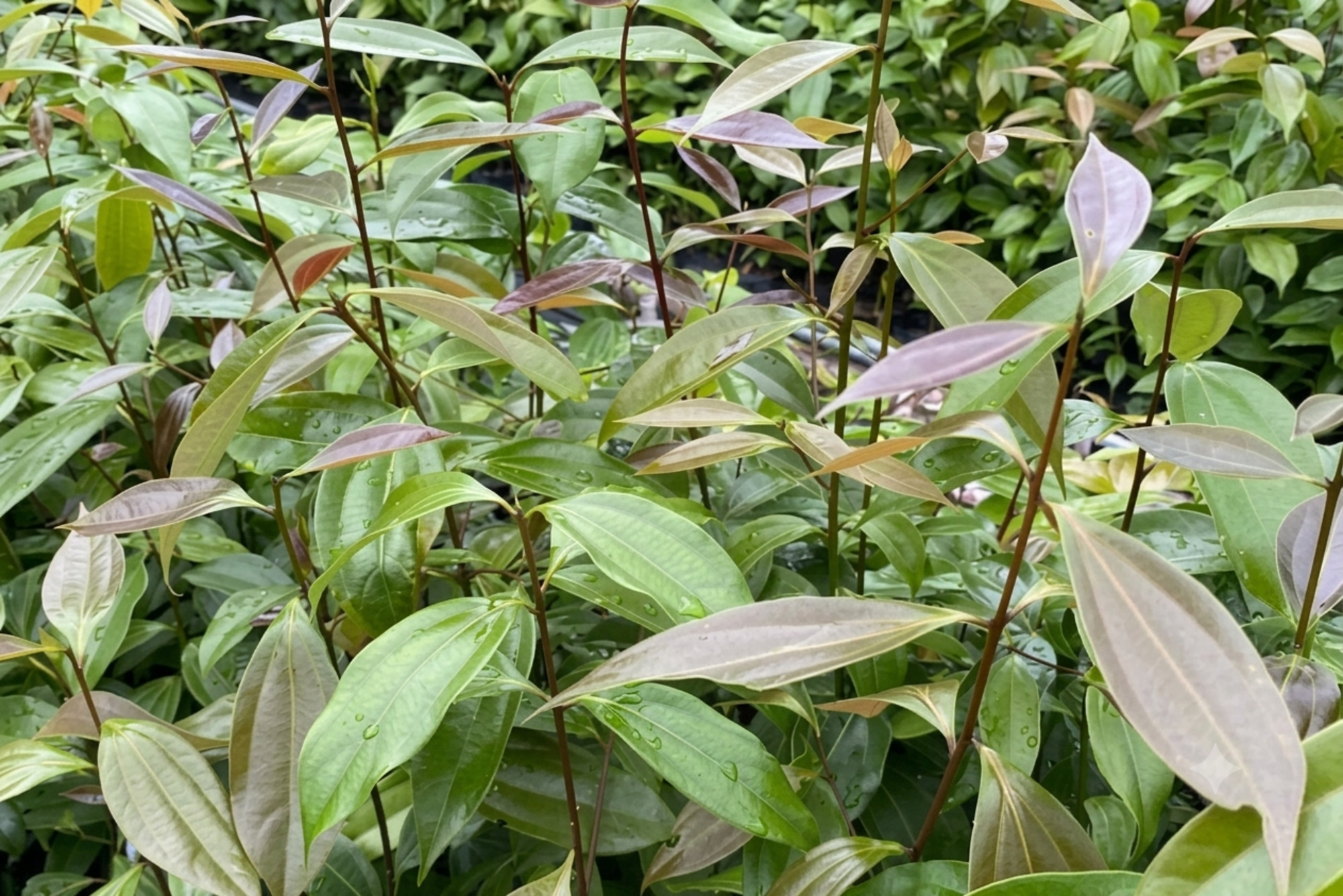 土肉桂植株葉片近拍，綠色與淡紫色嫩葉帶有水珠