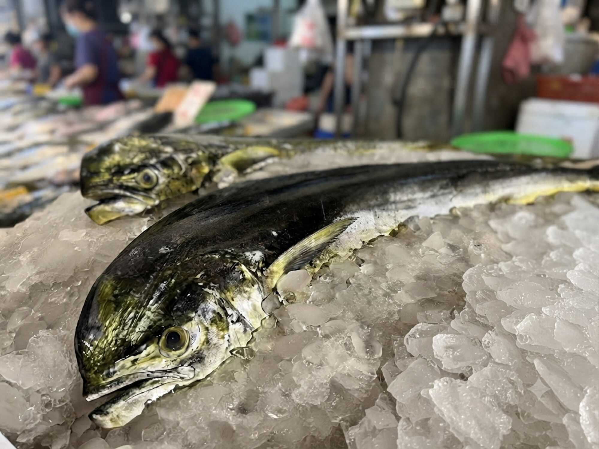 傳統魚市場冰塊上陳列的新鮮鬼頭刀魚。