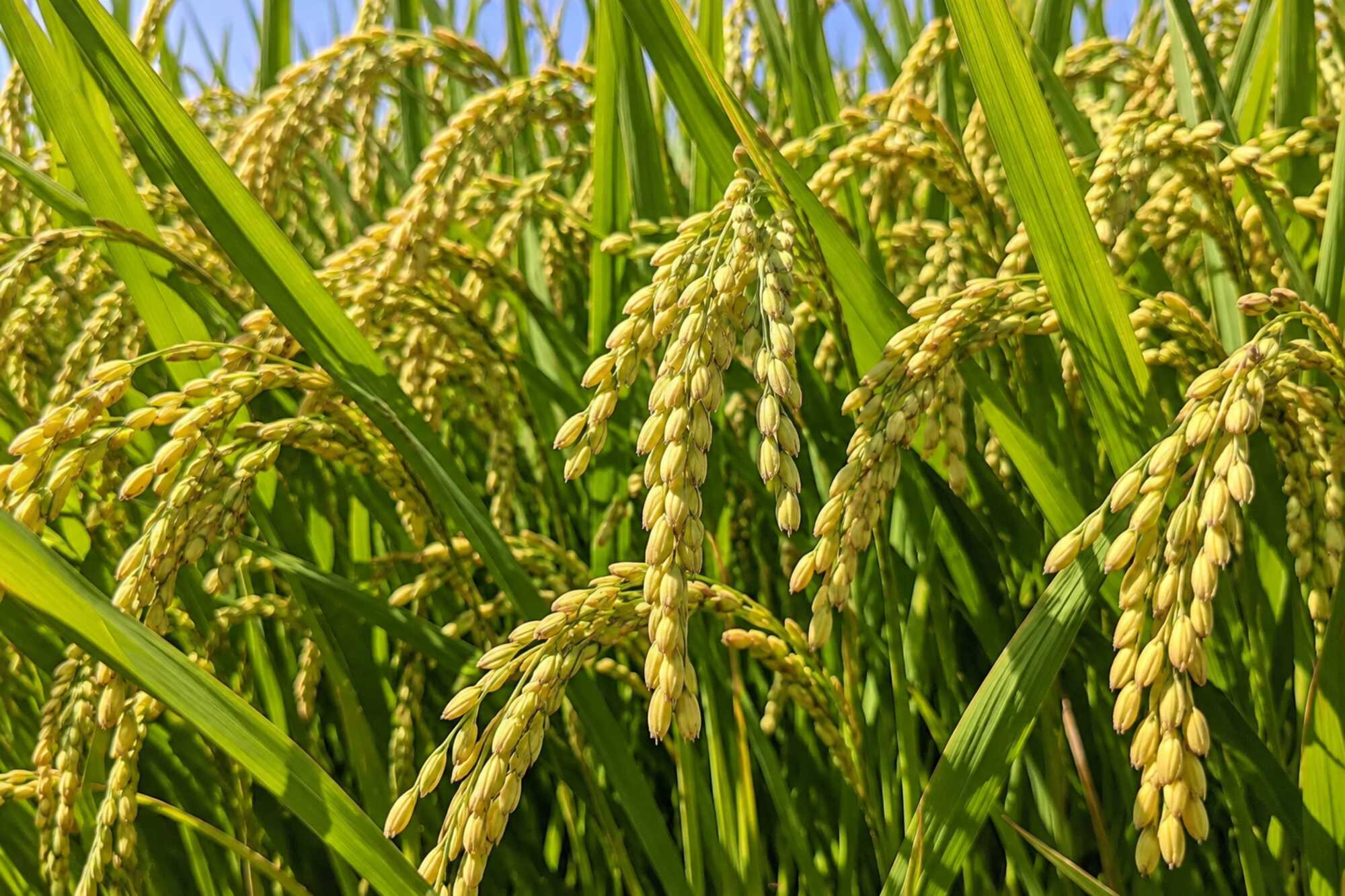 米，稻田中成熟飽滿的稻穗，呈現稻米收成前的生長樣貌。