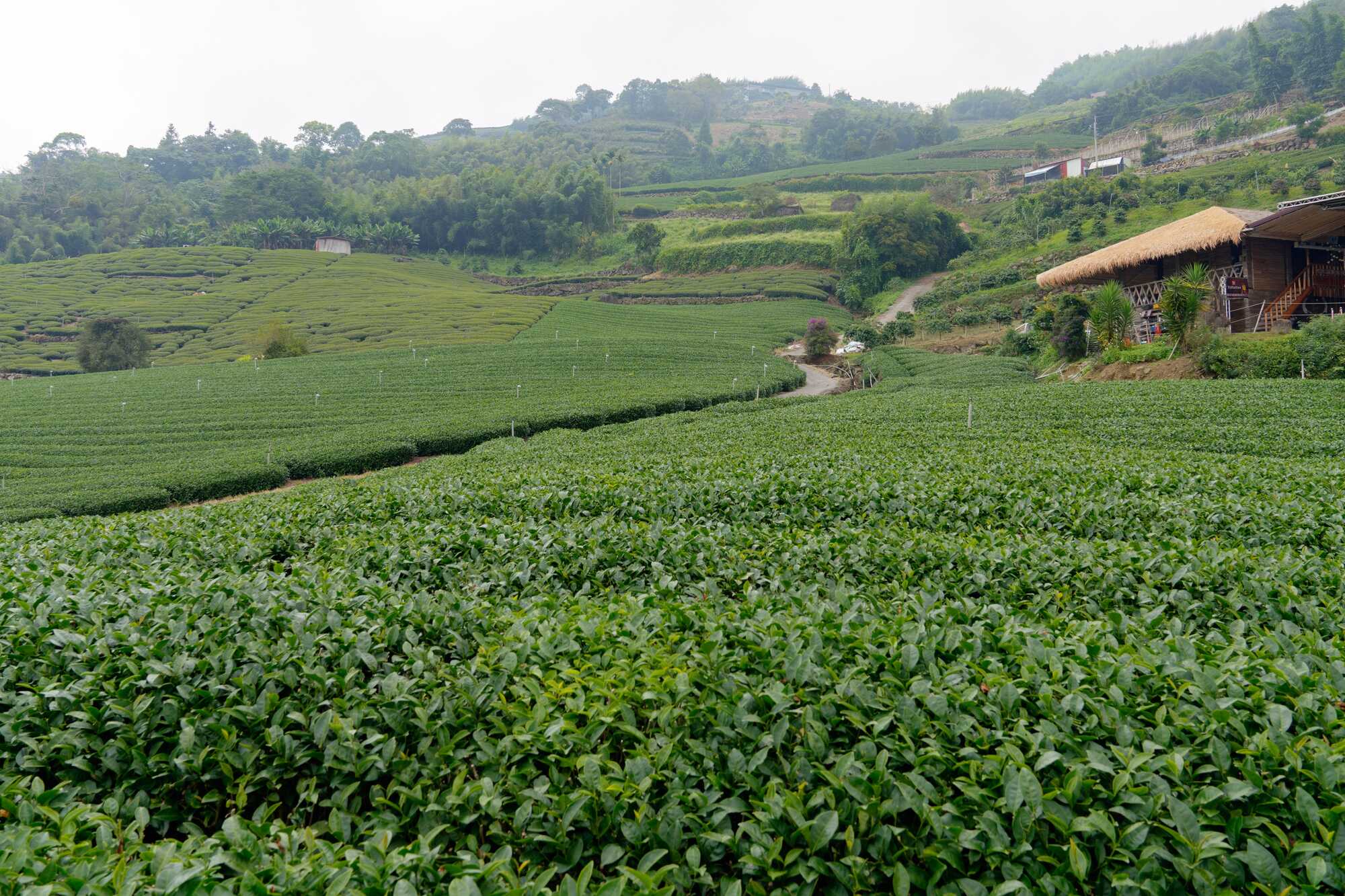 阿里山高山茶園景觀,翠綠茶樹沿山坡整齊種植,層層茶田與遠方青山相互映襯。